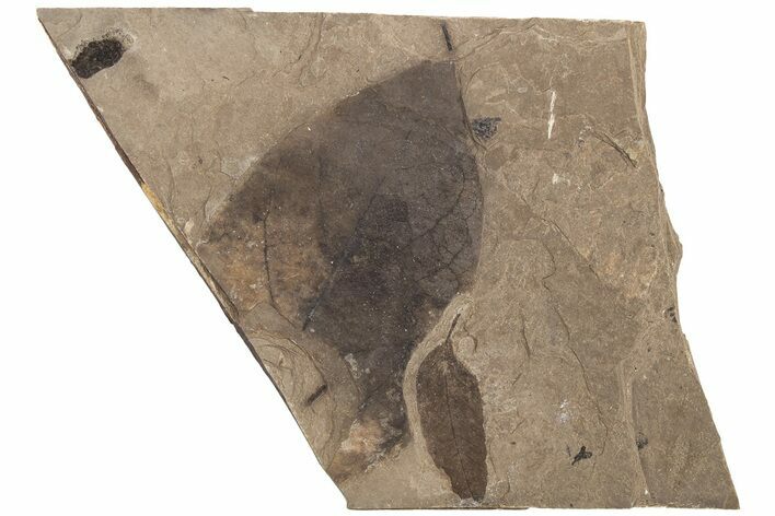 Fossil Leaf (Decodon?) Plate - McAbee Fossil Beds, BC #221181